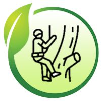 foglia-tree-climbing